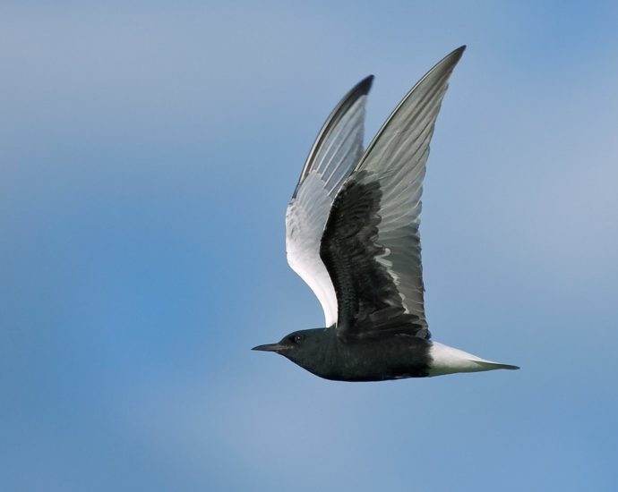 Fehérszárnyú szerkő (Chlidonias leuceopterus)