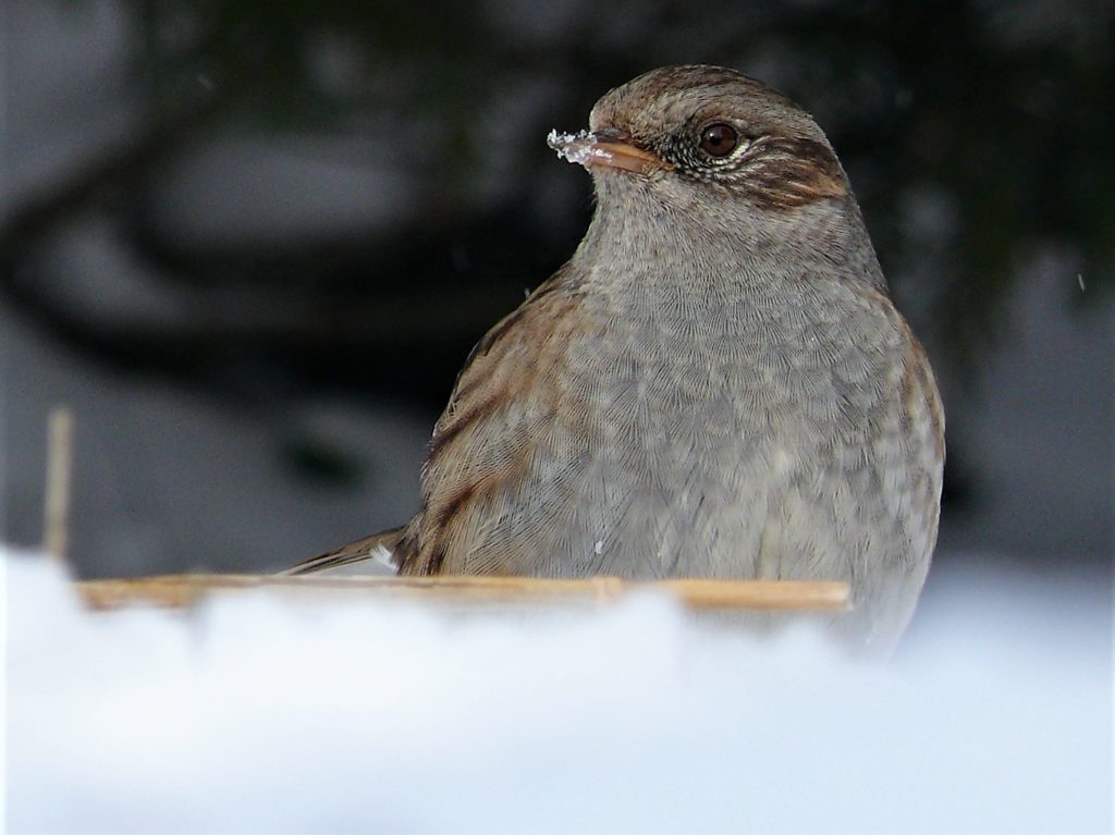 Erdei szürkebegy - Prunella modularis