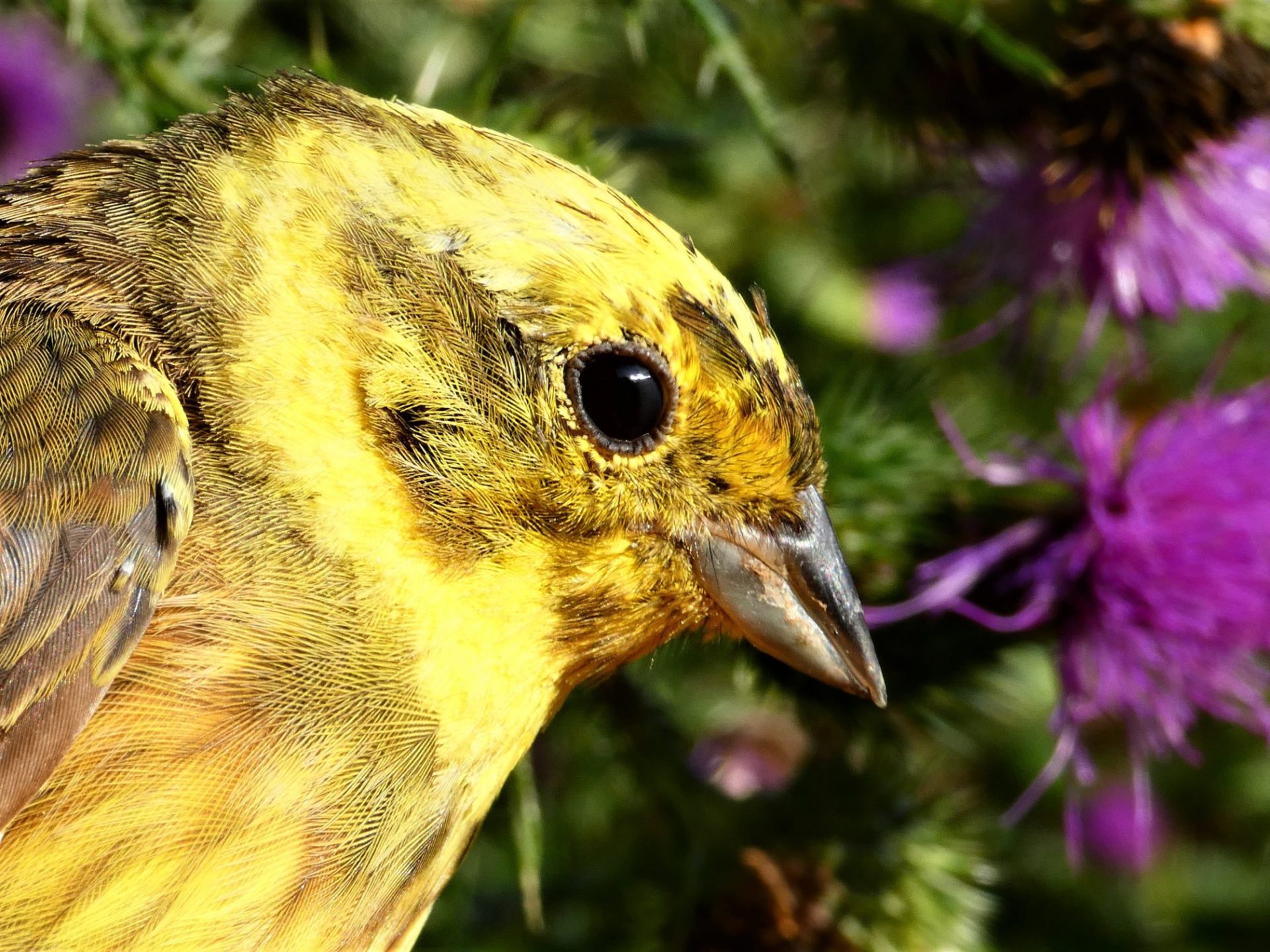 1 citromsármány emberiza citrinella gyülekezés etetés vonulás