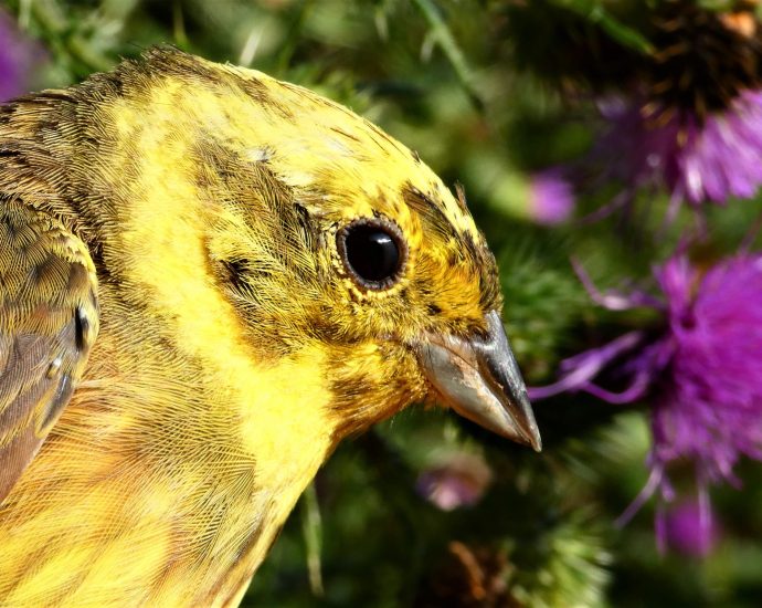 1 citromsármány emberiza citrinella gyülekezés etetés vonulás