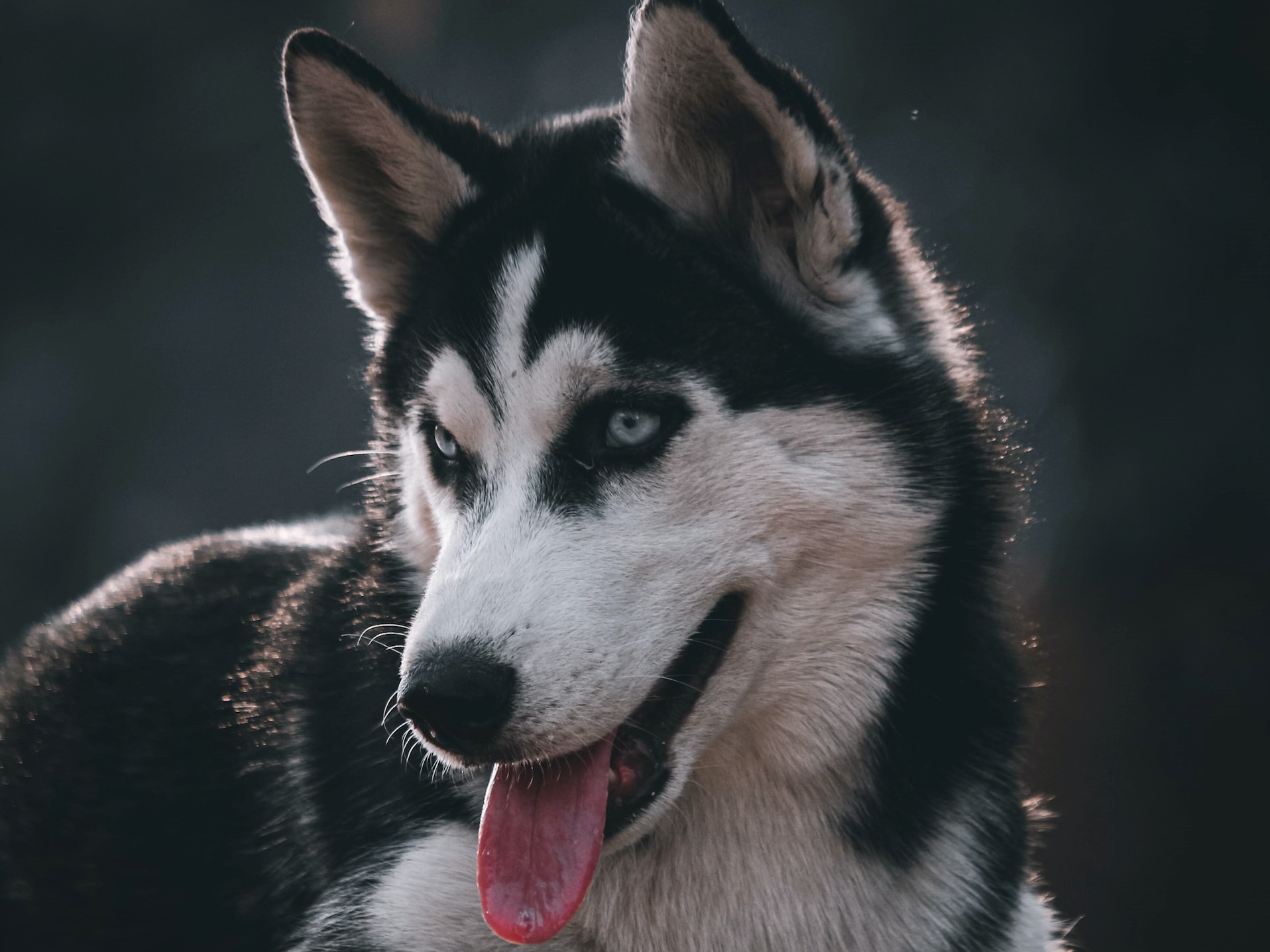 Husky