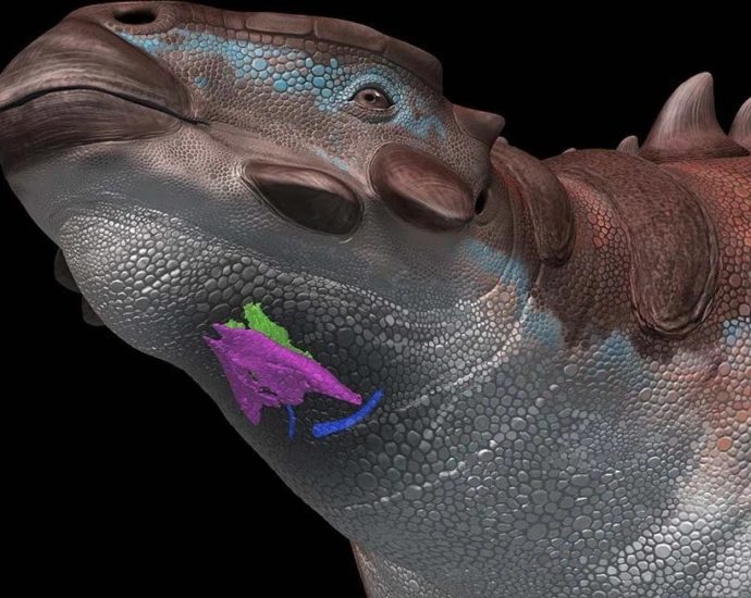 Pinacosaurus grangeri