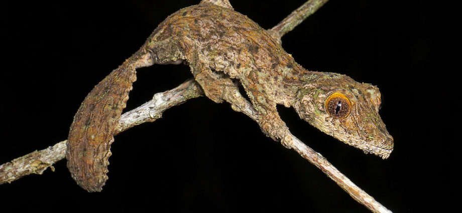 Uroplatus sikorae