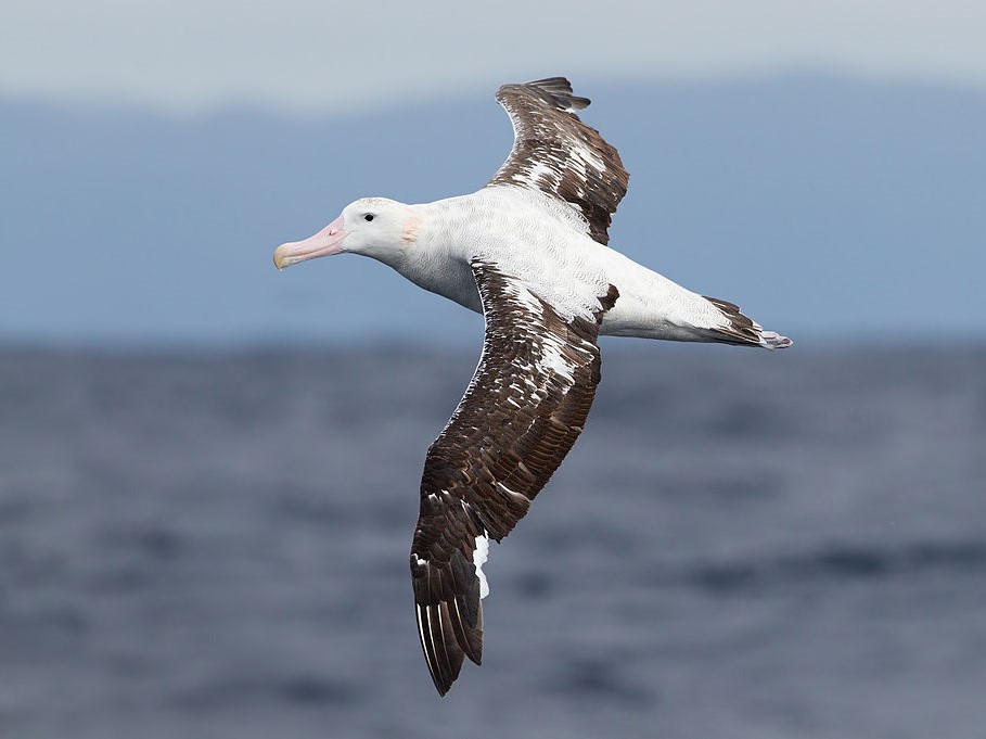 Vándoralbatrosz