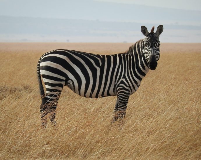 Fekete vagy fehér csíkos a zebra