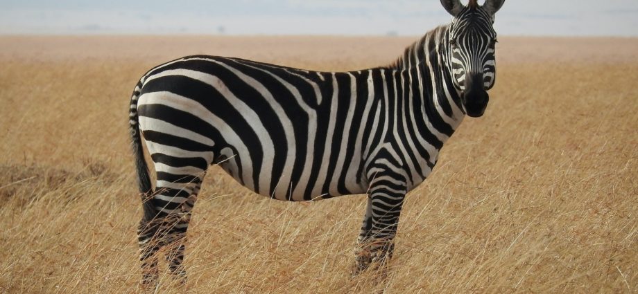 Fekete vagy fehér csíkos a zebra