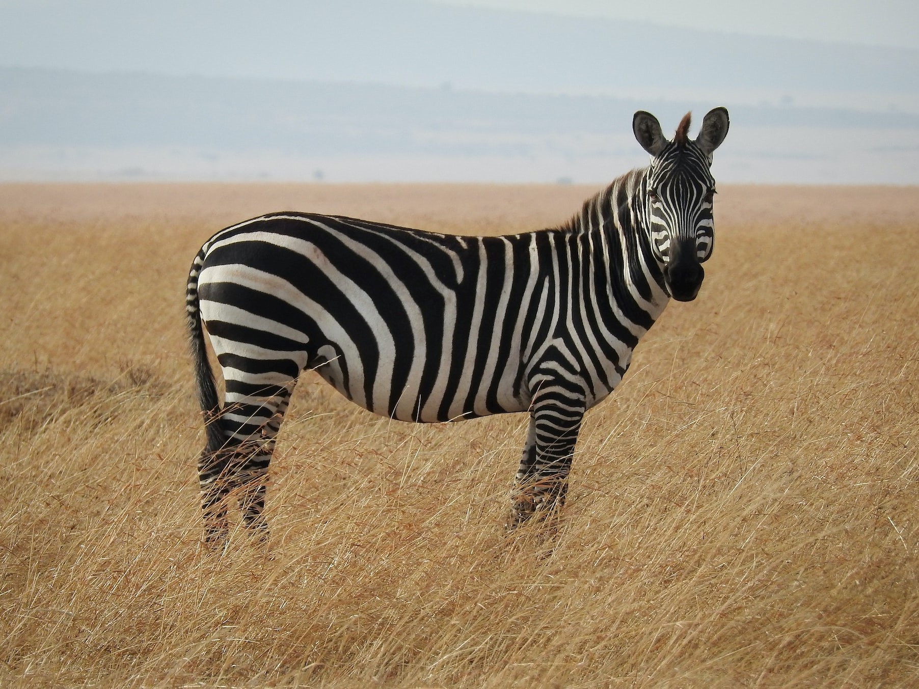 Fekete vagy fehér csíkos a zebra