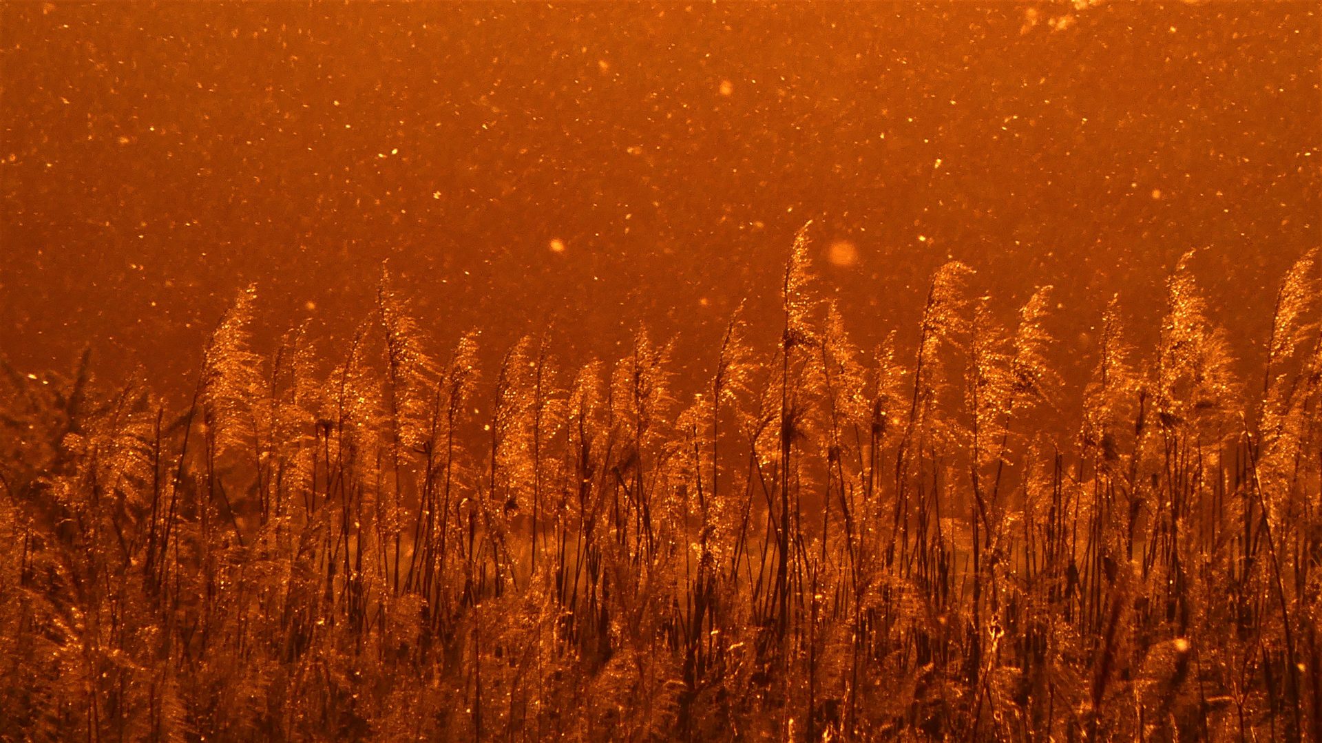 hortobagy puszta Nagyiván szikes Centauri Alföld aszály felmelegedés hőhullám