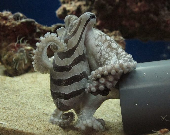 Larger Pacific Striped Octopus