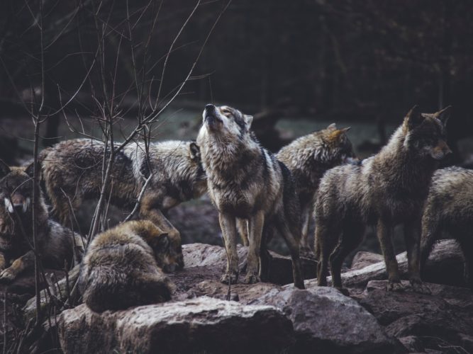 Farkasok