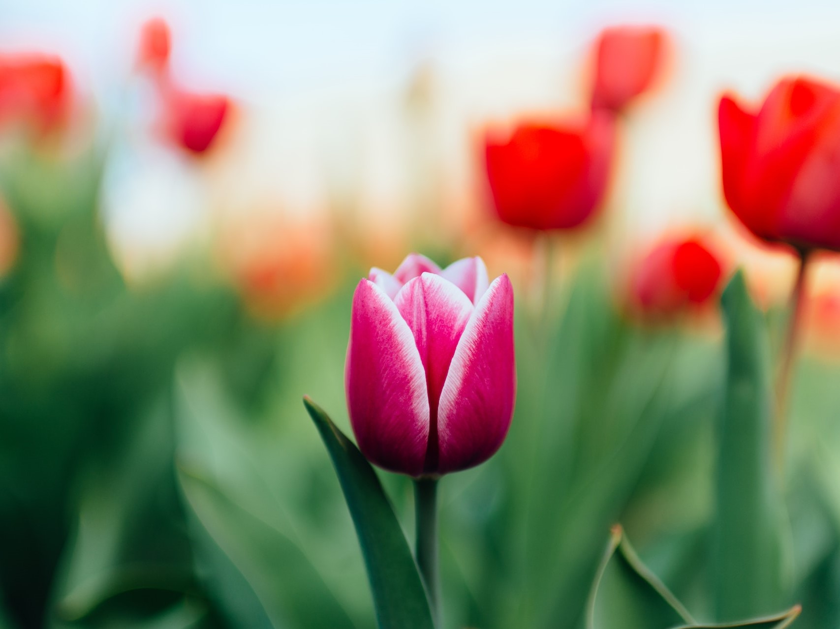 Tulipán