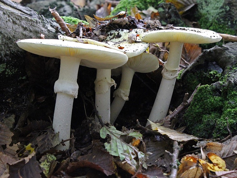 Gyilkos galóca (Amanita phalloides)