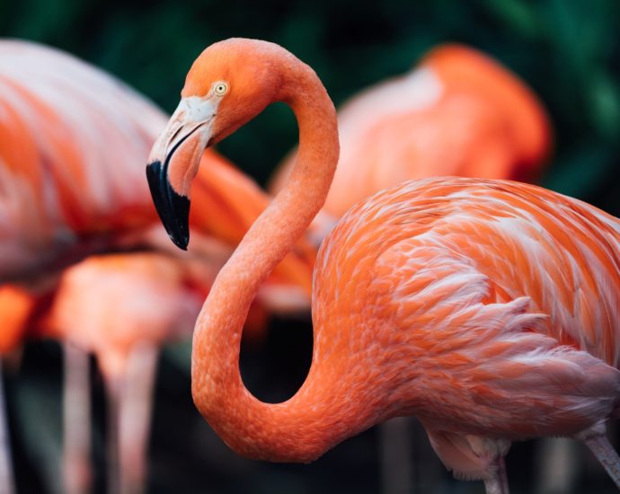 Flamingó