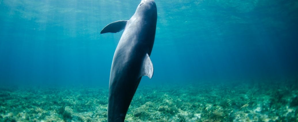 delfin