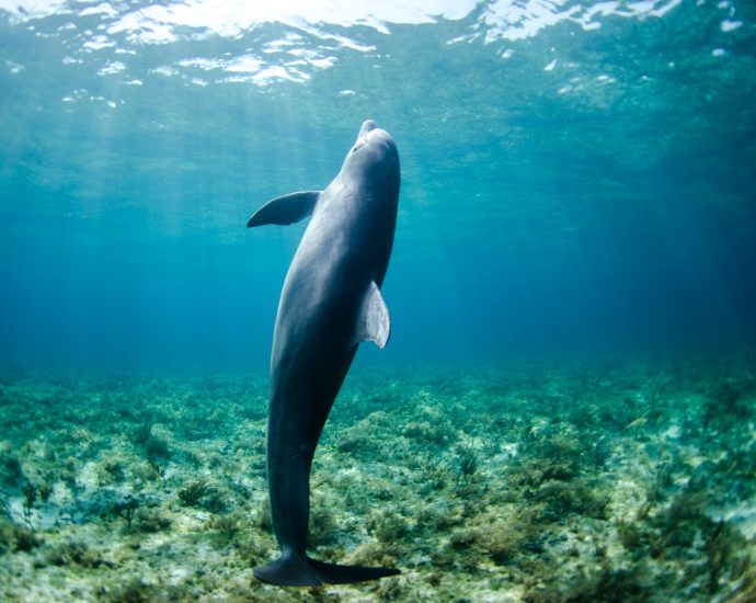 delfin