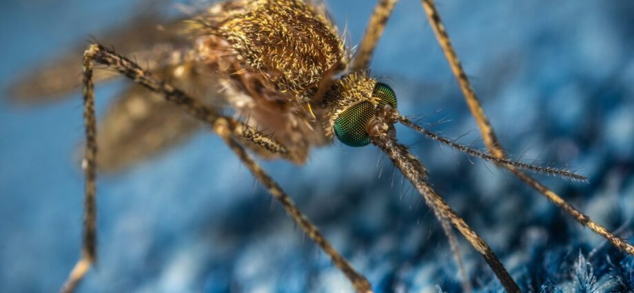 génmódosított szúnyogok