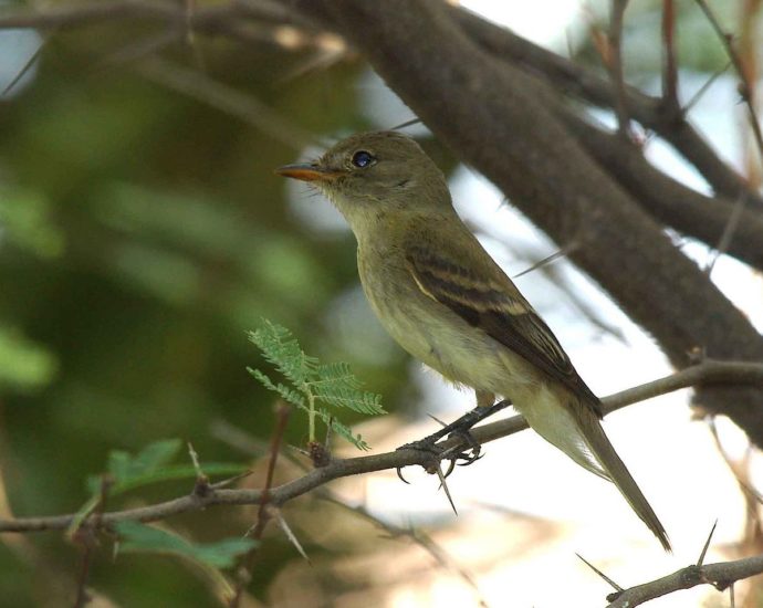 Empidonax_traillii_extimus_Southwestern_willow_flycatcher_fuzlegykapo