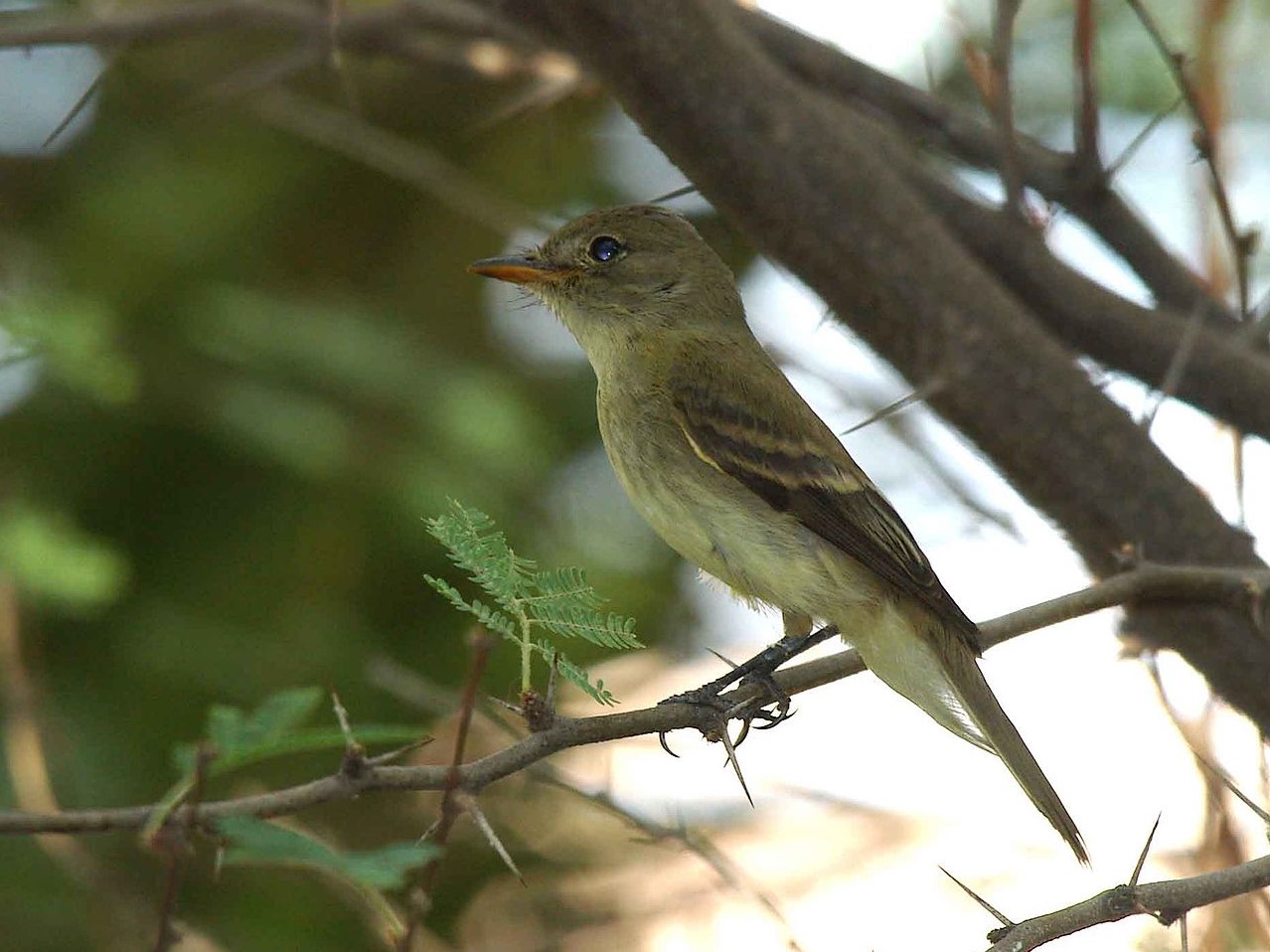 Empidonax_traillii_extimus_Southwestern_willow_flycatcher_fuzlegykapo