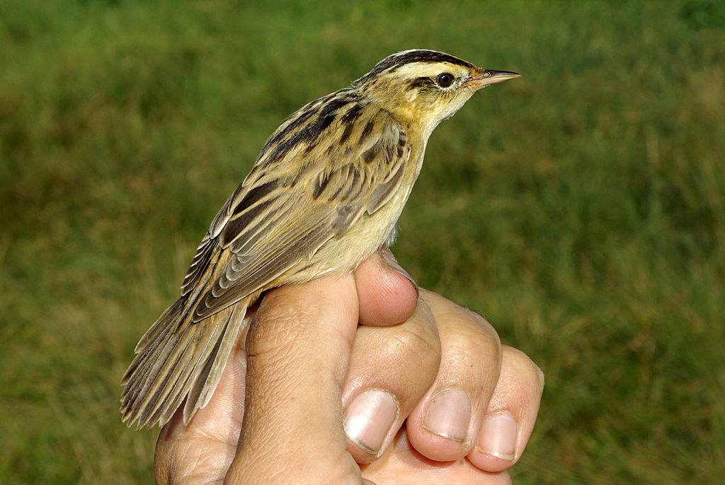 Csíkosfejű nádiposzáta | Acrocephalus paludicola