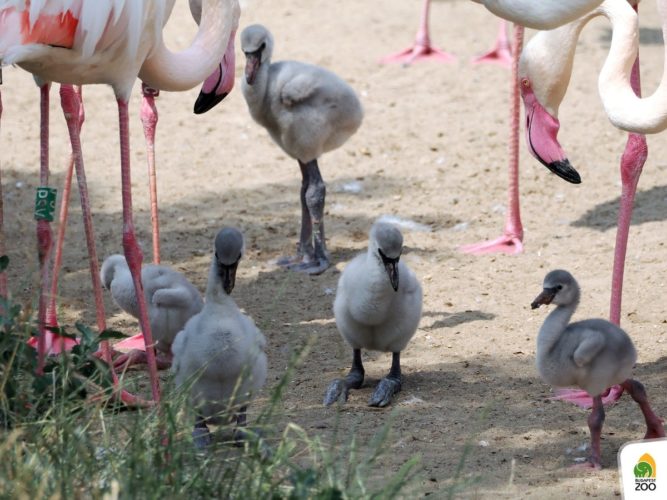 flamingók állatkert