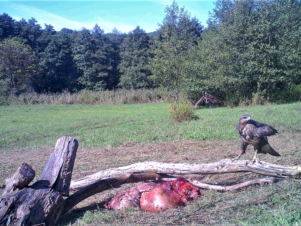 1 hollóetető ragadozómadár-etető