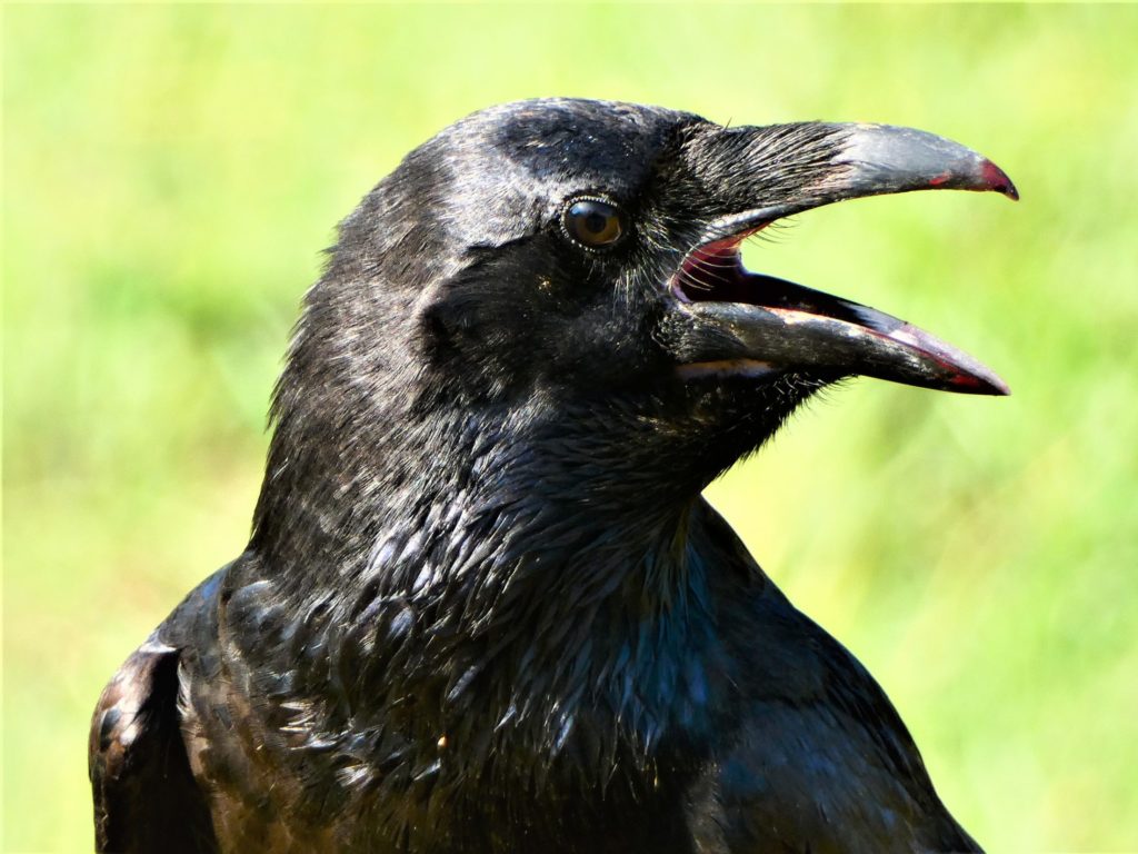 holló Corvus corax Magyarország madarainak névjegyzéke