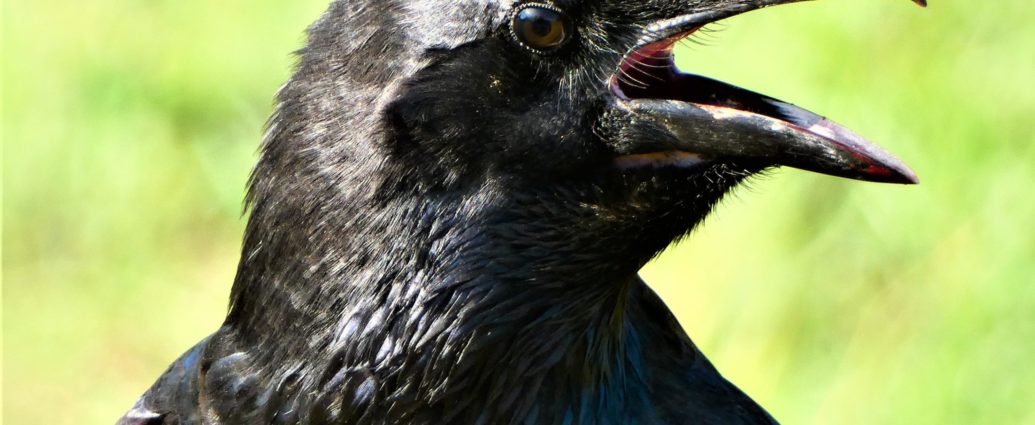 holló Corvus corax Magyarország madarainak névjegyzéke