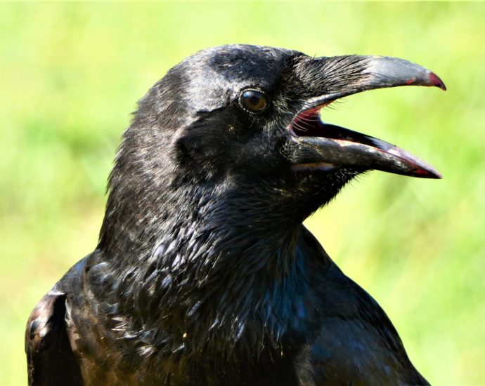 holló Corvus corax Magyarország madarainak névjegyzéke