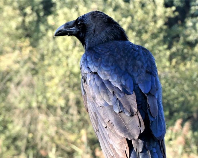 1000-1-hollo-karo-Corvus corax