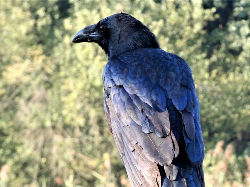 1000-1-hollo-karo-Corvus corax