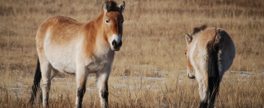 przewalski vadlovak