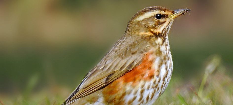 Szőlőrigó turdus iliacus rigó rigók rigófajok Magyarországon Európában