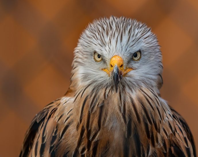 vörös kánya