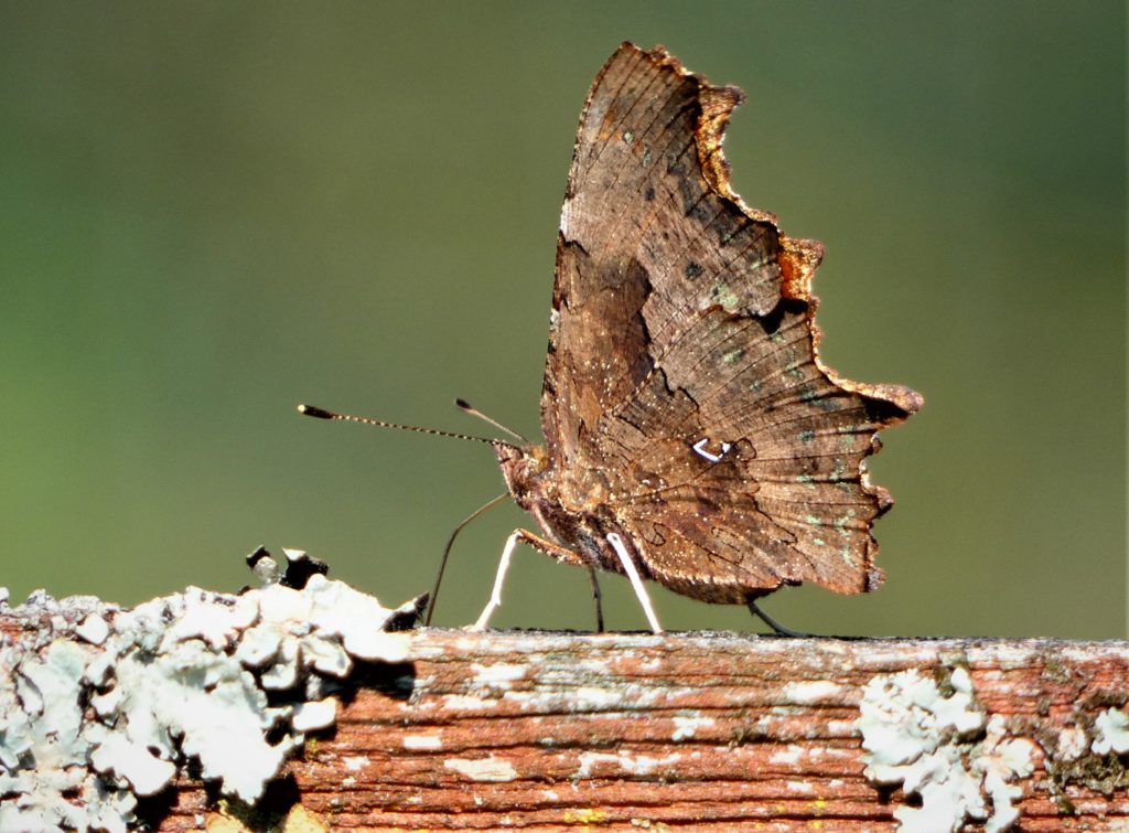 c-betűs lepke