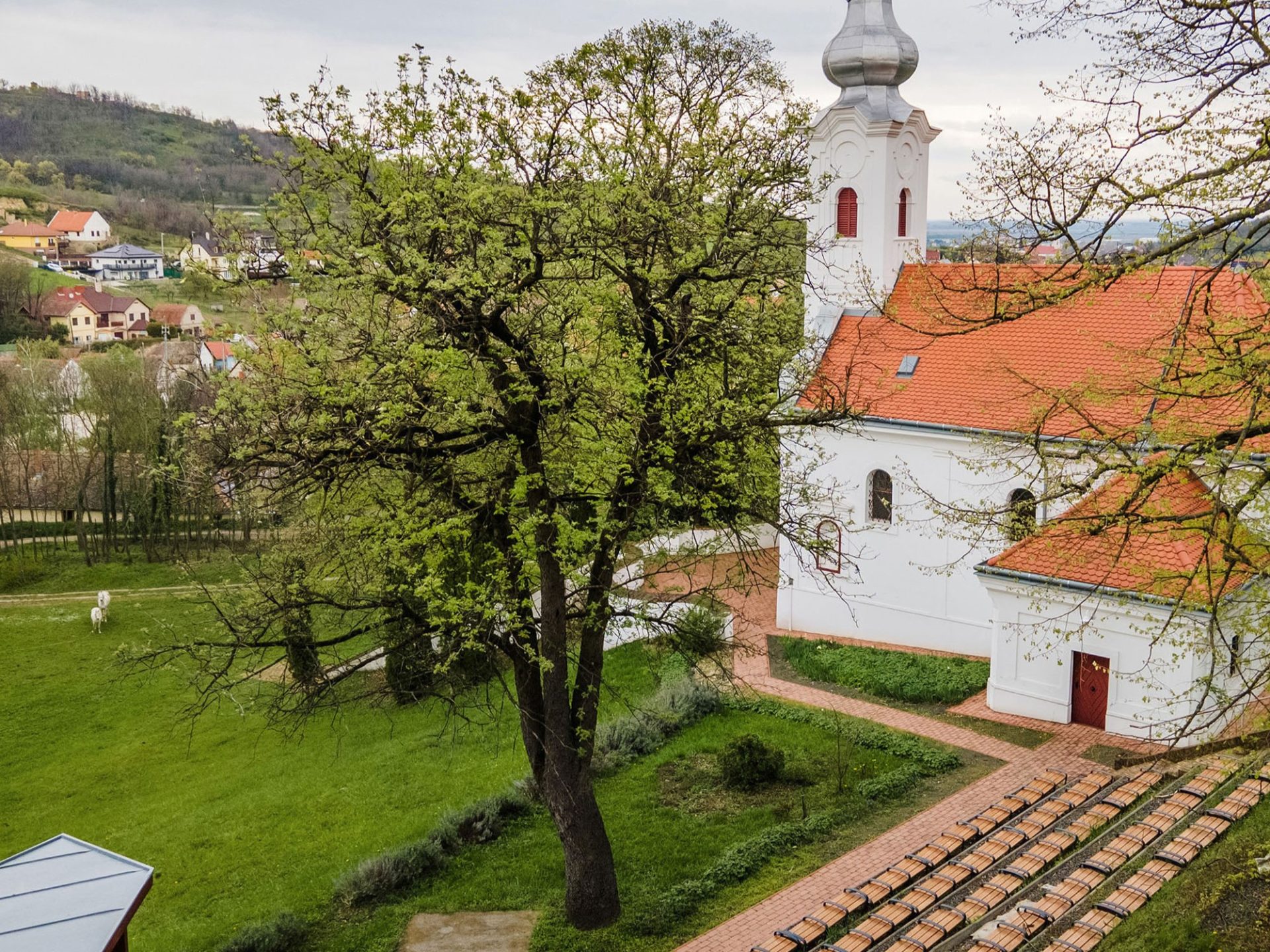 Szekszardi-remete-berkenyeje