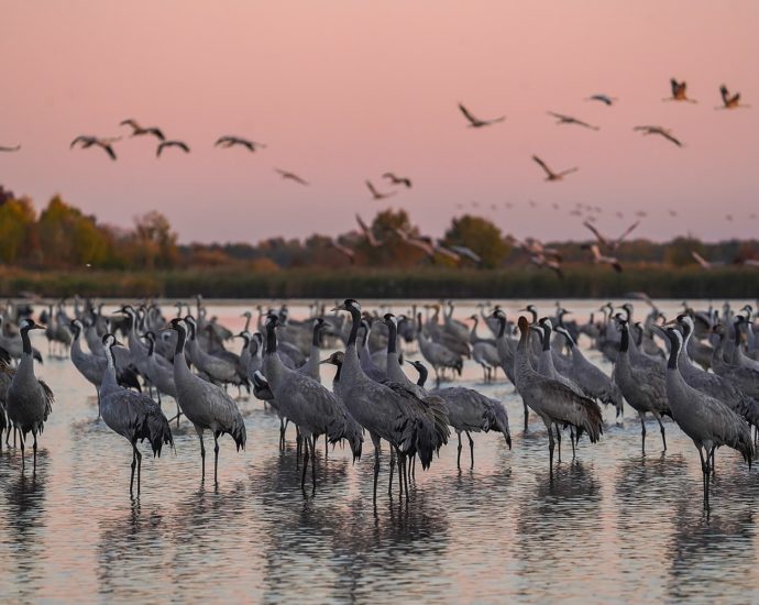 daru Hortobágy daruvonulás Grus grus Hungary