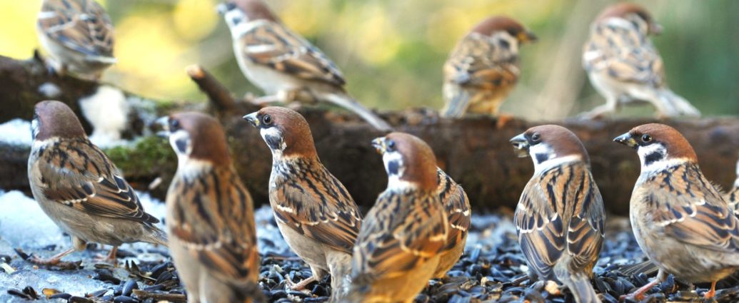 Mezei veréb Passer montanus Tree sparrow verebek védelme madárvédelem