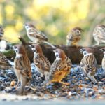 Mezei veréb Passer montanus Tree sparrow verebek védelme madárvédelem