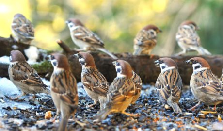 Mezei veréb Passer montanus Tree sparrow verebek védelme madárvédelem