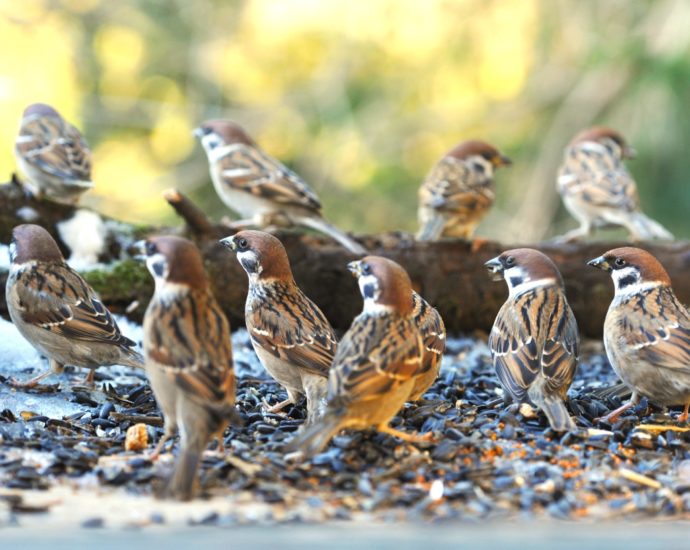 Mezei veréb Passer montanus Tree sparrow verebek védelme madárvédelem