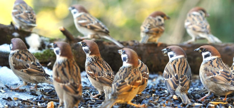 Mezei veréb Passer montanus Tree sparrow verebek védelme madárvédelem