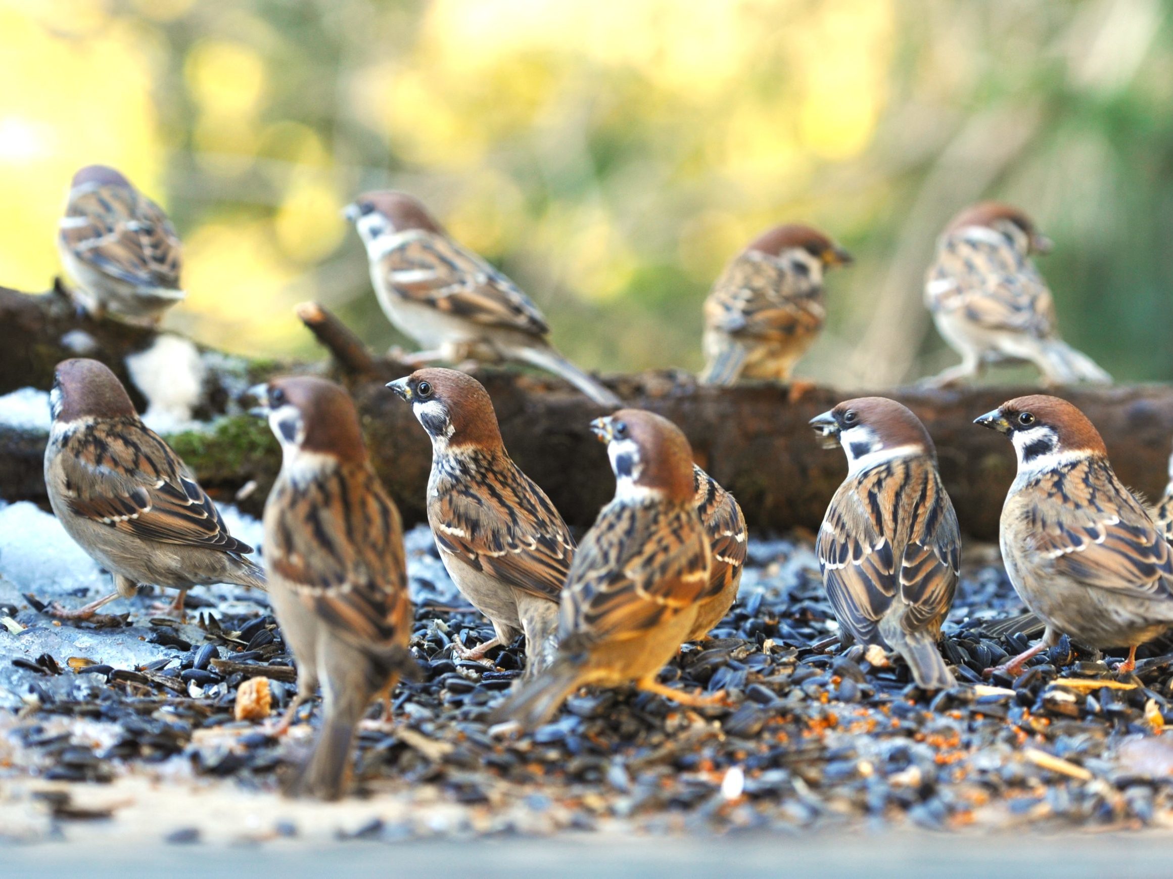 Mezei veréb Passer montanus Tree sparrow verebek védelme madárvédelem
