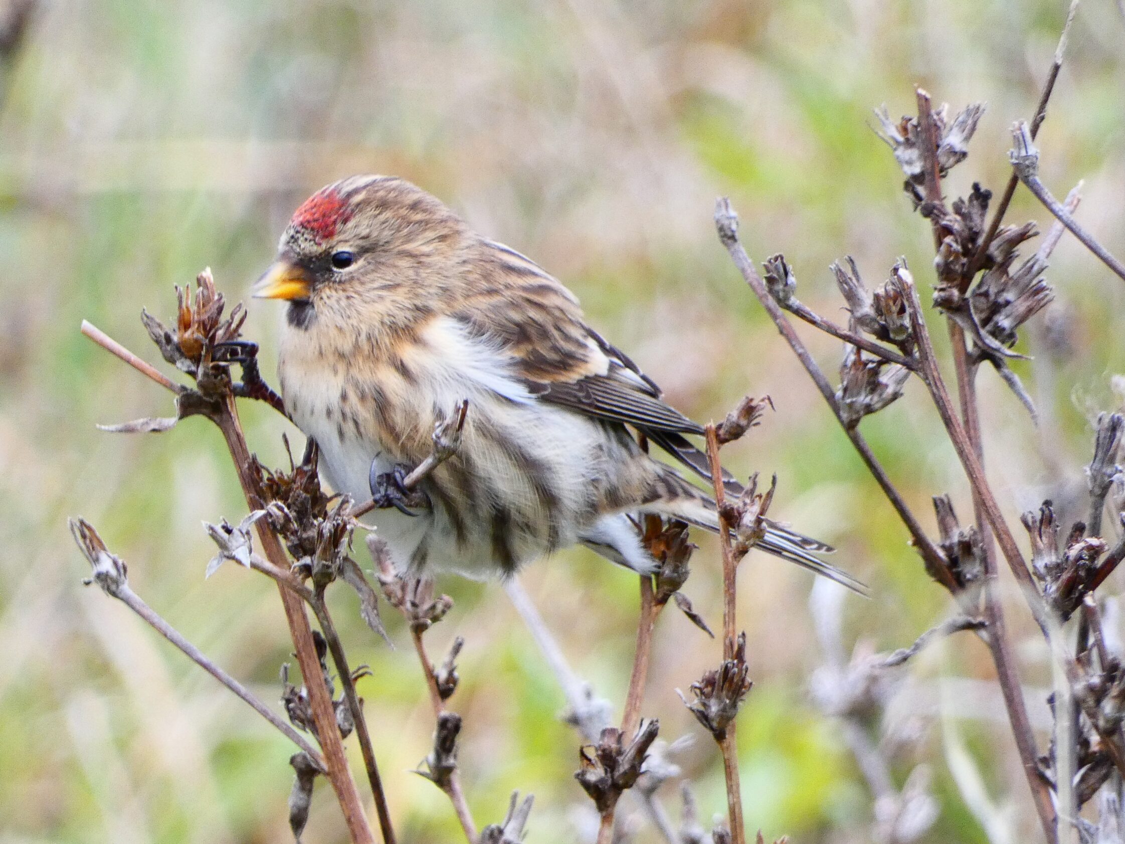 Zsezse Carduelis flammea ritka madarak pintyek Magyarország invázió