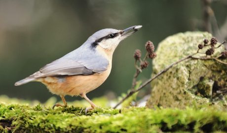 csuszka Sitta europaea