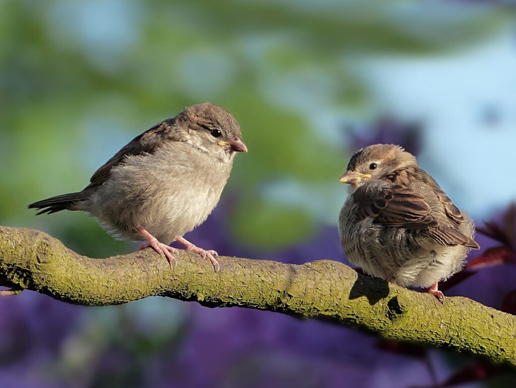 Házi veréb tojó fiatal pixa Passer domesticus