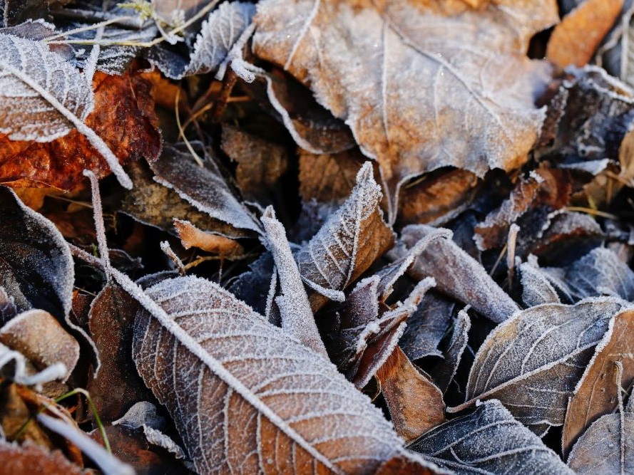 heti időjárás november levelek