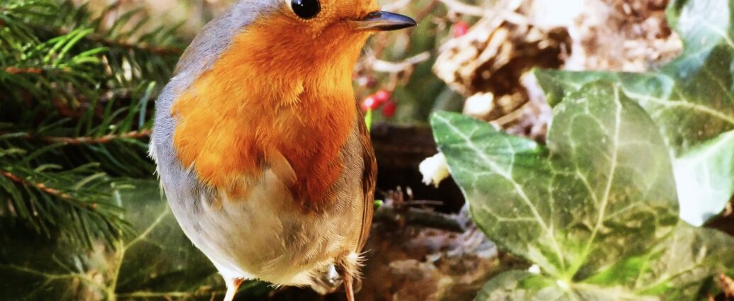 Vörösbegy Erithacus rubecula Robin kert madáretető webkamera videó fotó