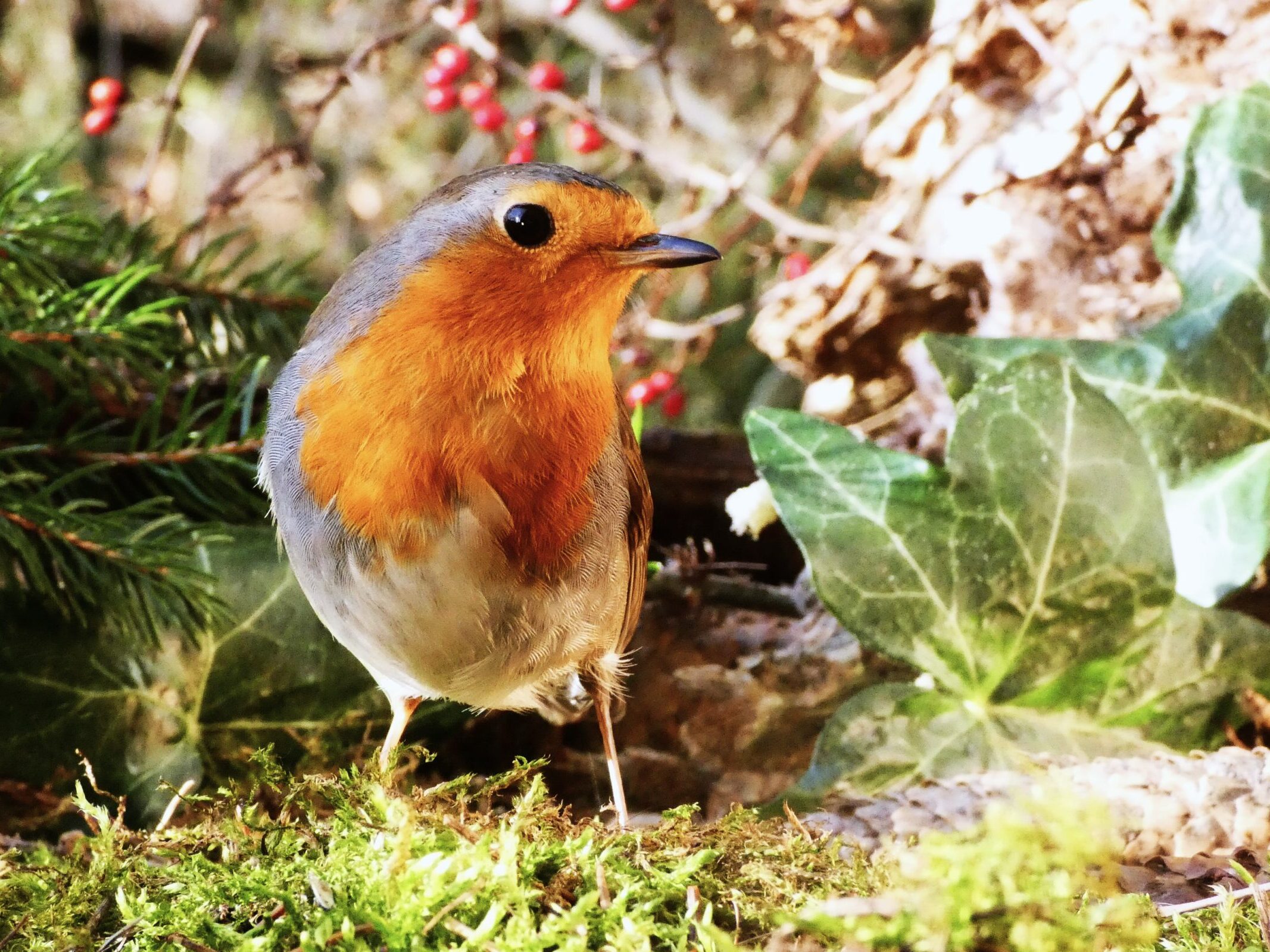 Vörösbegy Erithacus rubecula Robin kert madáretető webkamera videó fotó