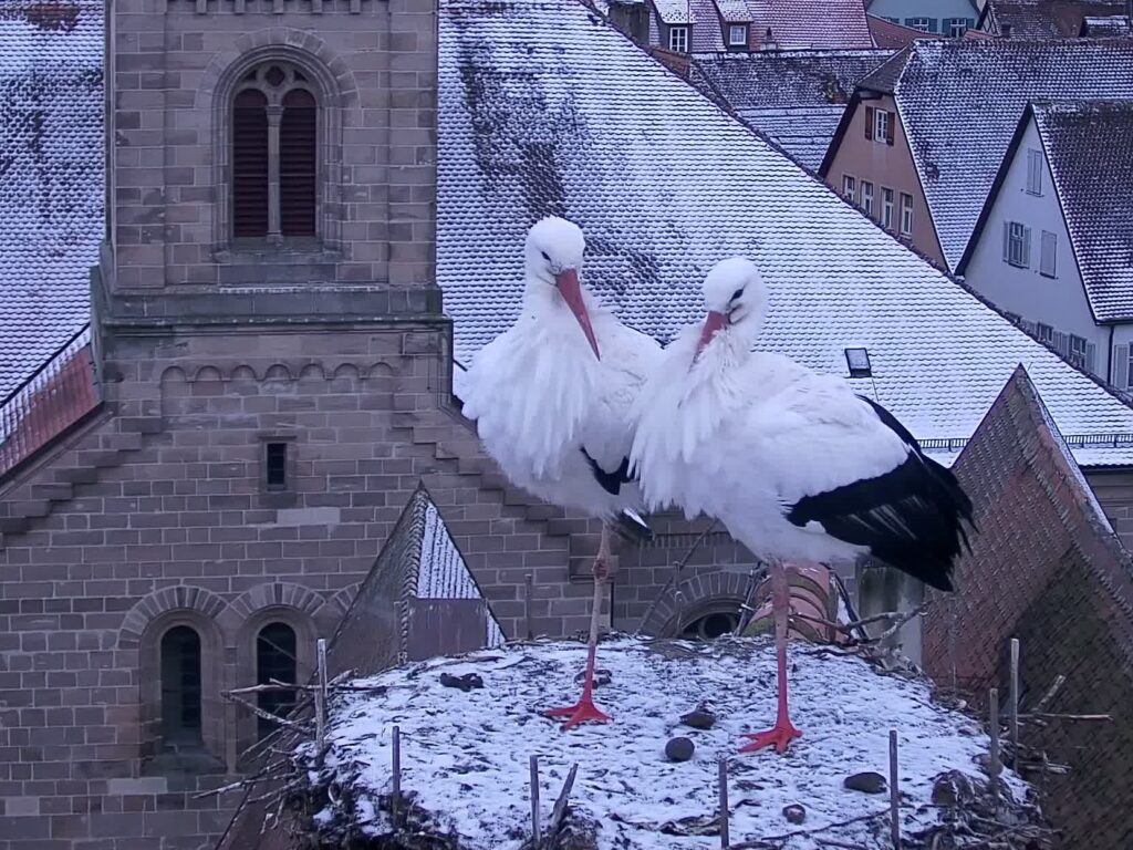 Dinkelsbühl gólyák