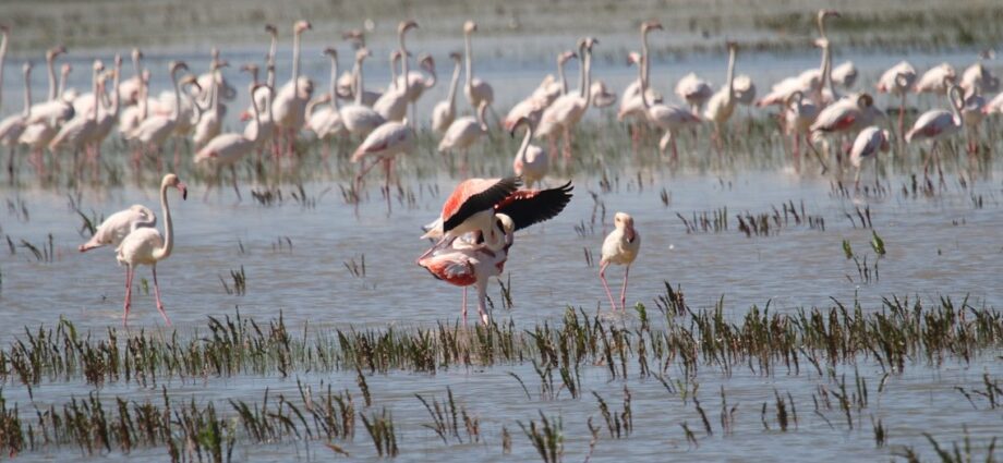 donana flamingók